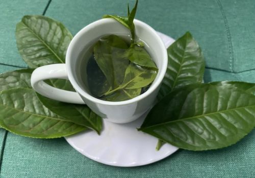 Uống trà giảm nguy cơ loãng xương