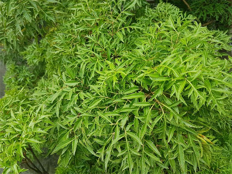 cay-dinh-lang