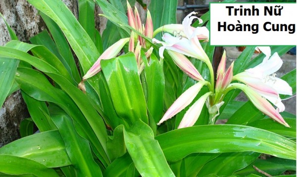 cay-trinh-nu-hoang-cung-01